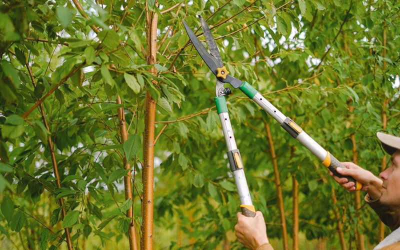 Tree trimming in Columbiana, AL
